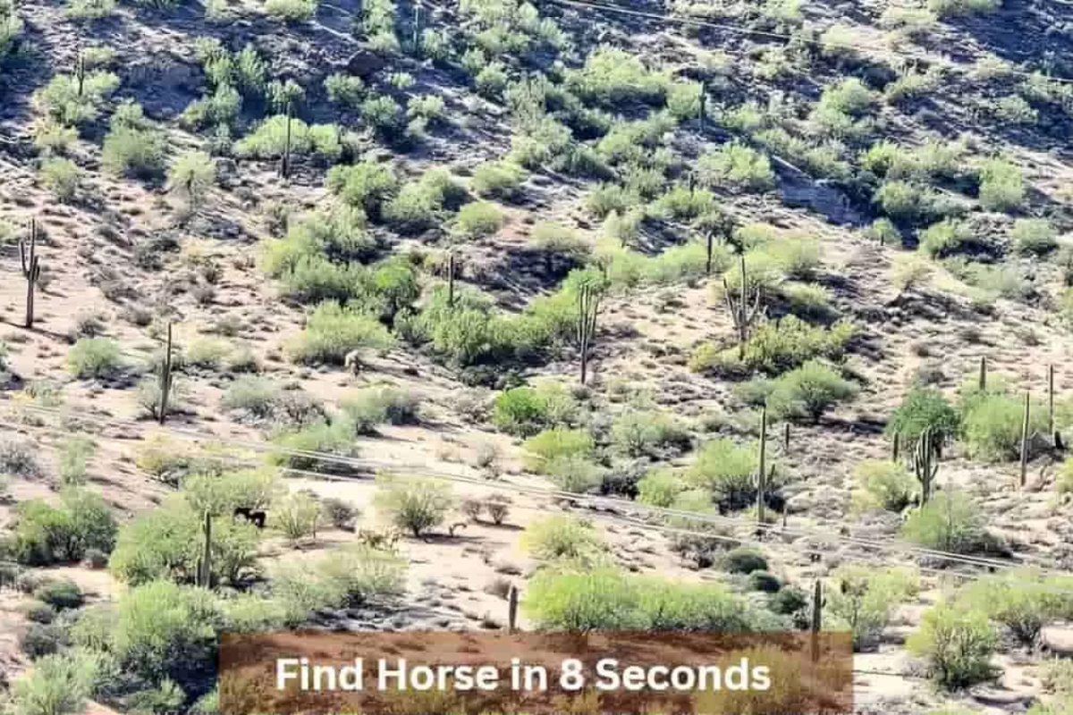 Optical Illusion
