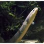 Sweden prime minister in hot water over eel fishing scandal