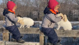 Toddler and his cat sibling hugging will melt your heart