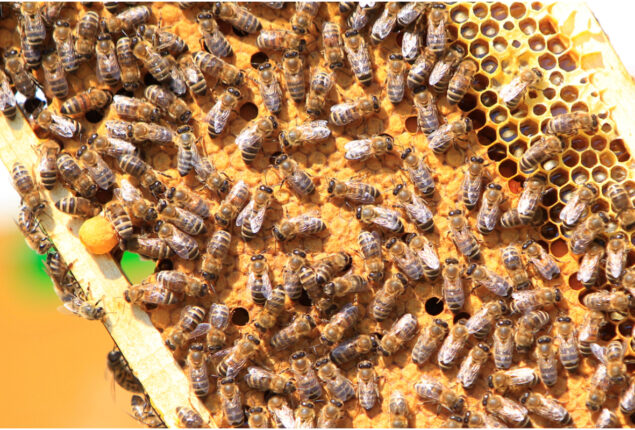 US approves the first honey bee vaccination in history