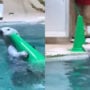 Awww-Inspiring Viral Video of a Baby Sea Otter Cleaning the Pool