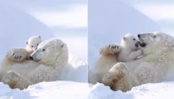 Mama Polar Bear Cuddles Her Cub is adorable: Watch