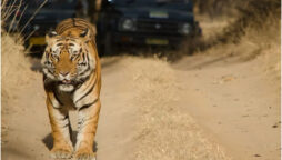India: Tiger Cull Controversy in Kerala