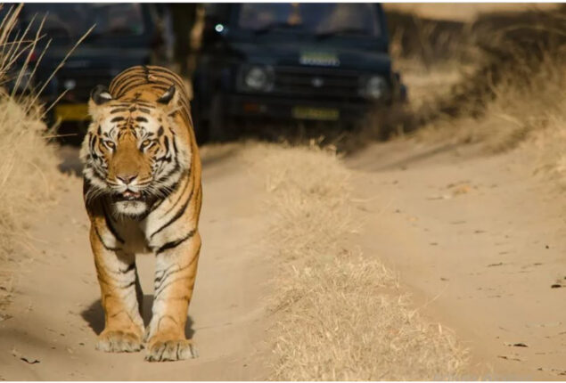 India: Tiger Cull Controversy in Kerala