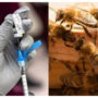 First honeybees vaccine approved in US: report