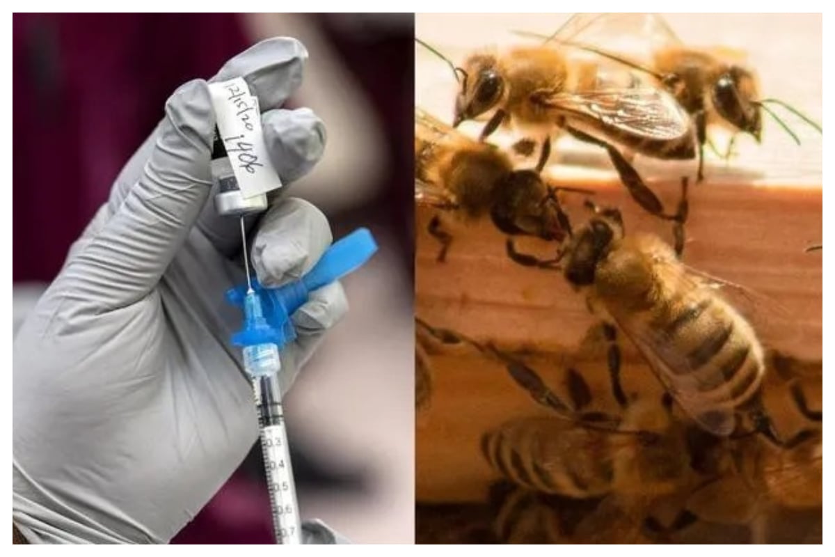 honeybees vaccine