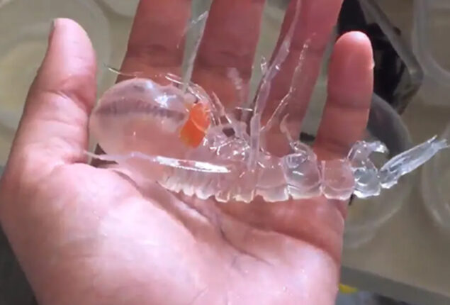 Transparent Ocean Creature