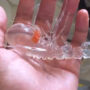 Transparent Ocean Creature Goes Viral, Internet Stunned