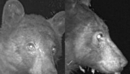 Viral: Camera captures 400 ‘bear selfies’ in one night