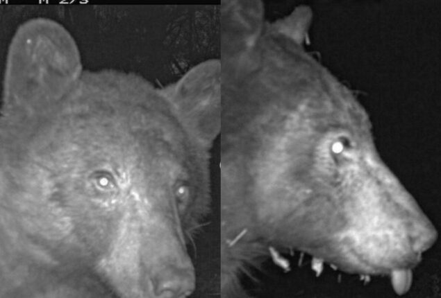 Viral: Camera captures 400 ‘bear selfies’ in one night