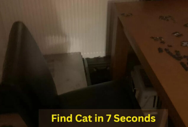 Puzzle Seek and Find: Find a hidden cat in the room in 7 seconds