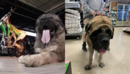 Meet 100 KG gentlest giant