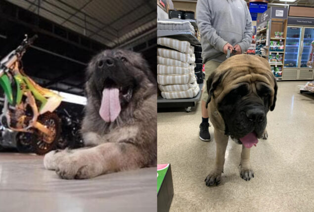 Meet 100 KG gentlest giant