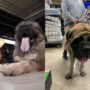 Meet 100 KG gentlest giant