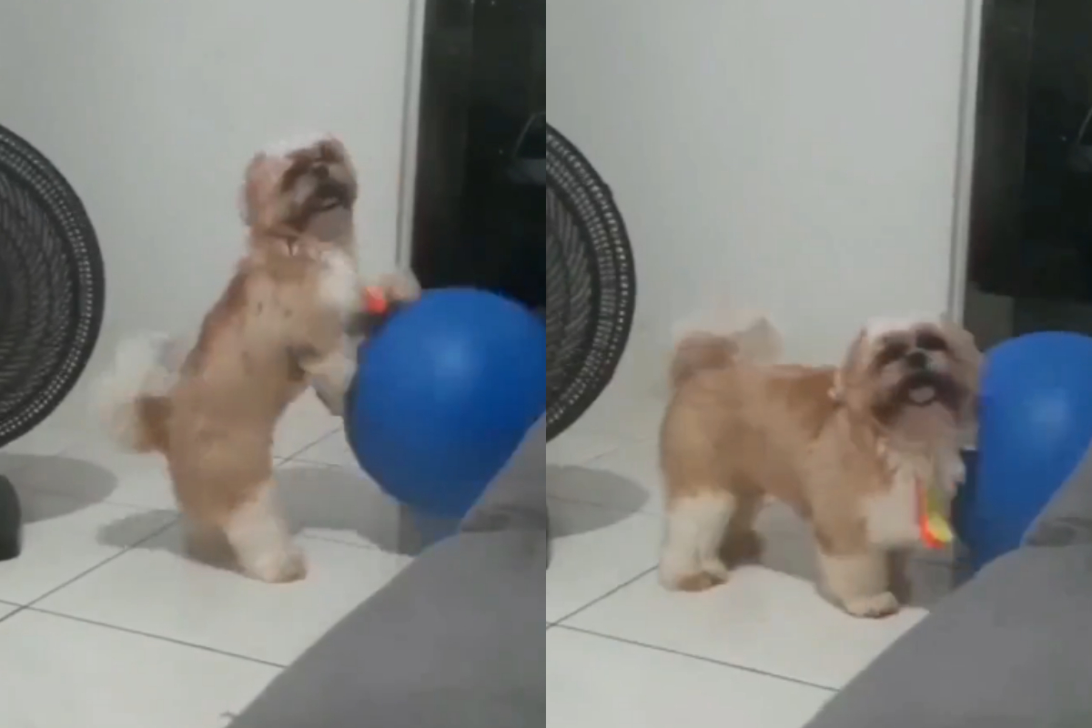 Puppy Dribbles Ball