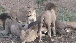 Video: Lions fight violently while hunting water buffalo