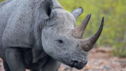 Namibia reported a record amount of rhino poaching