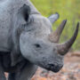 Namibia reported a record amount of rhino poaching
