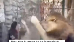 Woman mock lion outside its cage, people enraged by the video