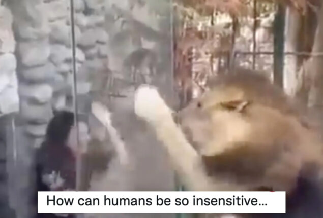 Woman mock lion