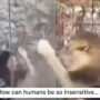 Woman mock lion outside its cage, people enraged by the video