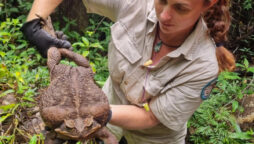 cane toad