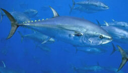 The Most Expensive Fish: Atlantic Bluefin Tuna