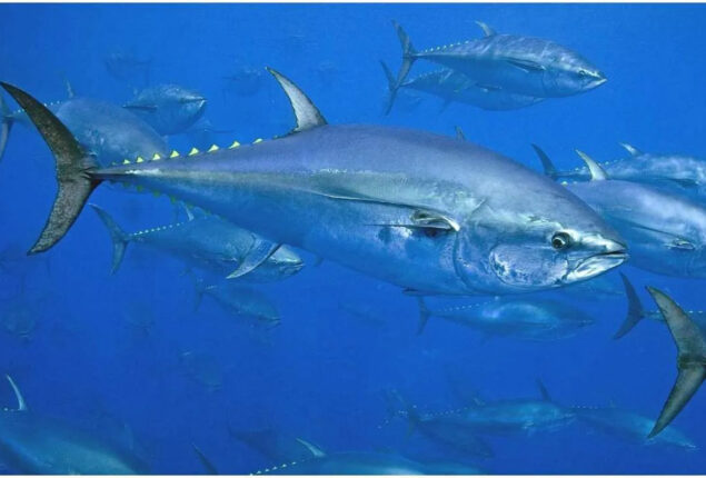 The Most Expensive Fish