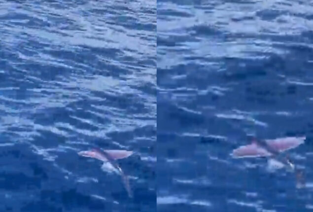 Flying fish