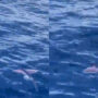 Watch Video: It’s A Bird, It’s A Plane, It’s THE FLYING FISH