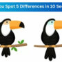 Spot The Difference: Find five differences between the two images 