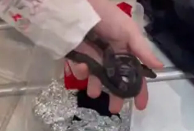 Passenger try to smuggle snakes and Lizards from Israel Airport