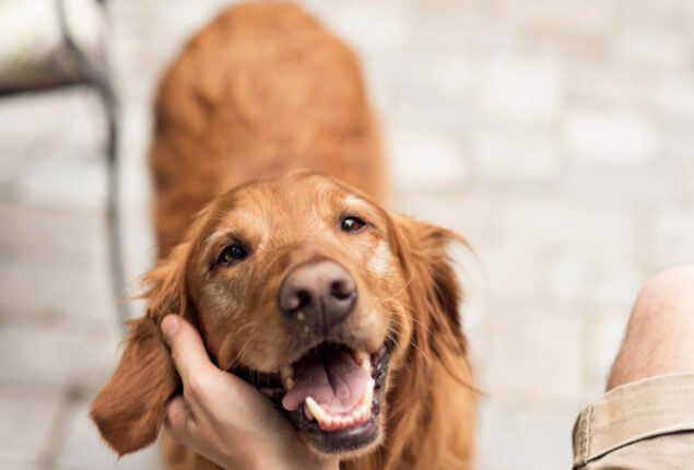 Dog
