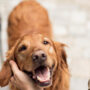 Dog participates in pet mother’s singing performance