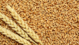 Pakistan’s wheat imports 100% dropped in FY 2024-25
