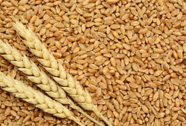 Pakistan’s wheat imports 100% dropped in FY 2024-25