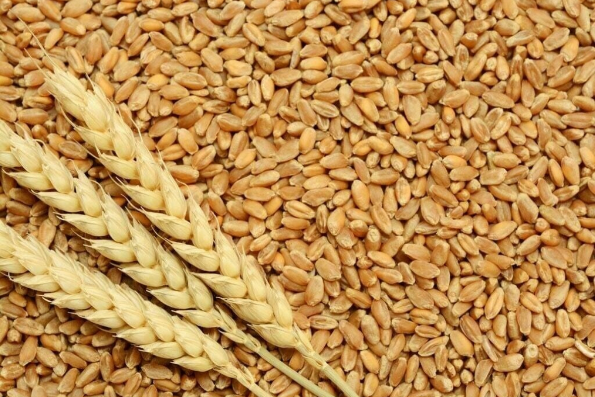 Pakistan’s wheat imports 100% dropped in FY 2024-25