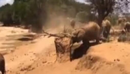 The amusing way elephant rolls down muddy slope goes viral