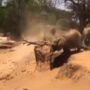 The amusing way elephant rolls down muddy slope goes viral