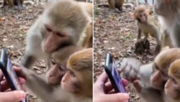 Union Minister shares video of monkeys scrolling over smartphone