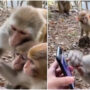 Union Minister shares video of monkeys scrolling over smartphone
