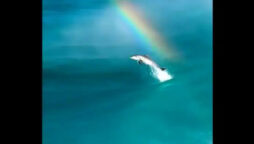 Amazing video of a dolphin leaping against rainbow 