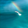 Amazing video of a dolphin leaping against rainbow 