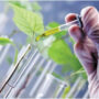 use of biotech seeds