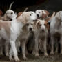 Optical Illusion: Can you find the hidden tiger among dogs?