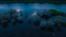 Stars on ground: People stun by picture, egrets perched on trees
