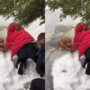 Family on vacation comes to rescue a dog who fell into icy waters