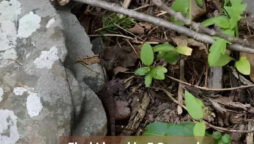 Optical Illusion: Find a lizard in the jungle in 5 seconds