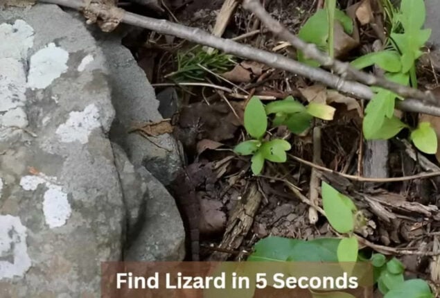 Optical Illusion: Find a lizard in the jungle in 5 seconds
