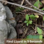 Optical Illusion: Find a lizard in the jungle in 5 seconds